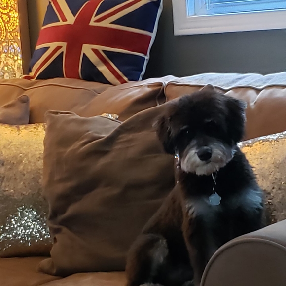 Meet your Posher, Monique - Picture 1 of 1